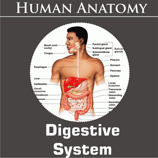 Digestive System icon