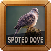 Spotted Dove Bird Sounds icon