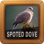 Spotted Dove Bird Sounds on 9Apps