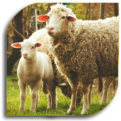 Raise Animal Farm (Guide) icon