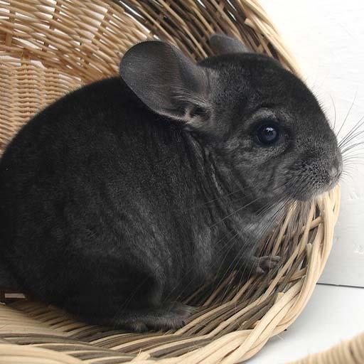 Chinchilla Sounds icon