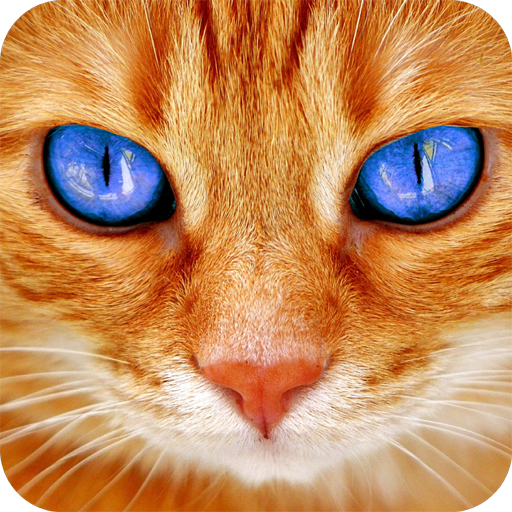 Cat Wallpaper icon