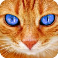 Cat Wallpaper on 9Apps