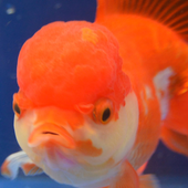 moving goldfish wallpaper icon