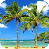 Palm Tree Wallpapers