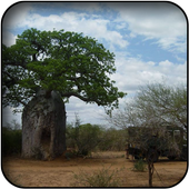 Baobab wallpapers icon