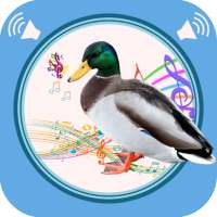Duck Sounds on 9Apps