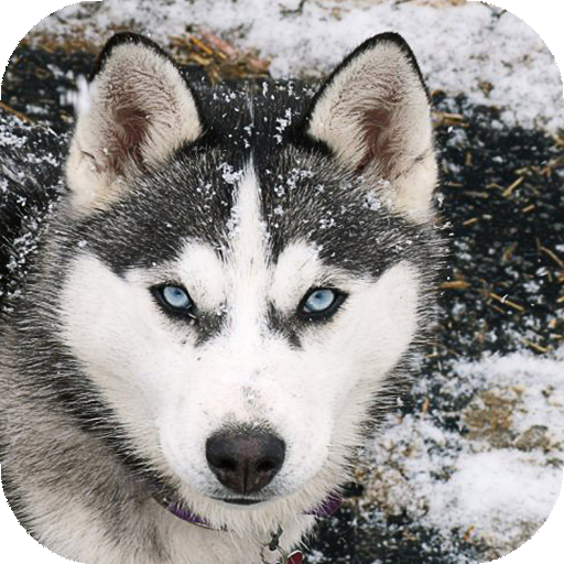 Husky Live Wallpaper (wallpapers &amp; backgrounds) icon