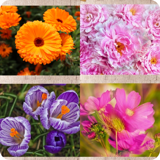 Guess The Flower Name icon