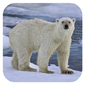 Polar bear HD. Video Wallpaper icon