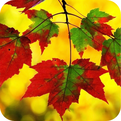 Leaves Wallpaper Best 4K أيقونة