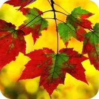 Leaves Wallpaper Best 4K on 9Apps