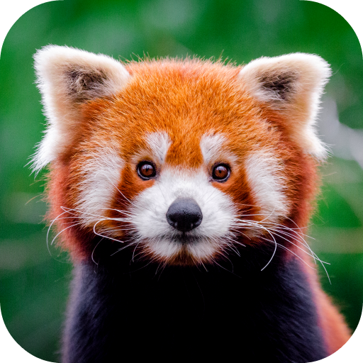 Red Panda Wallpaper आइकन