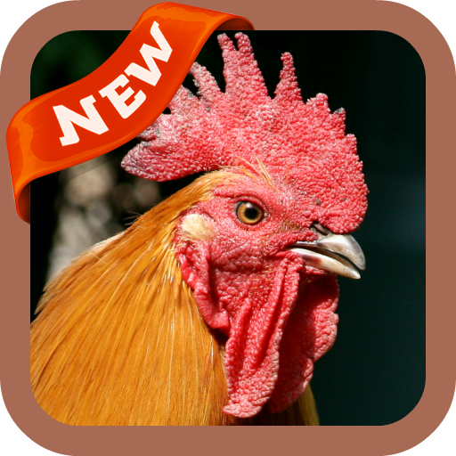Cock Wallpaper icon