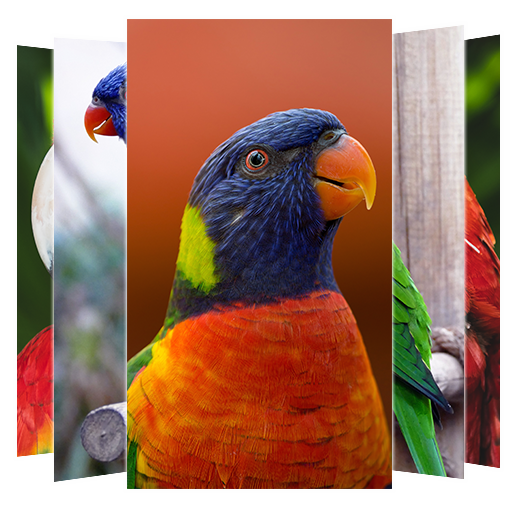 Parrot Wallpaper أيقونة