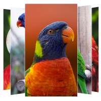 Parrot Wallpaper on 9Apps