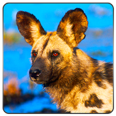 Survival Wild Dog Simulator icon