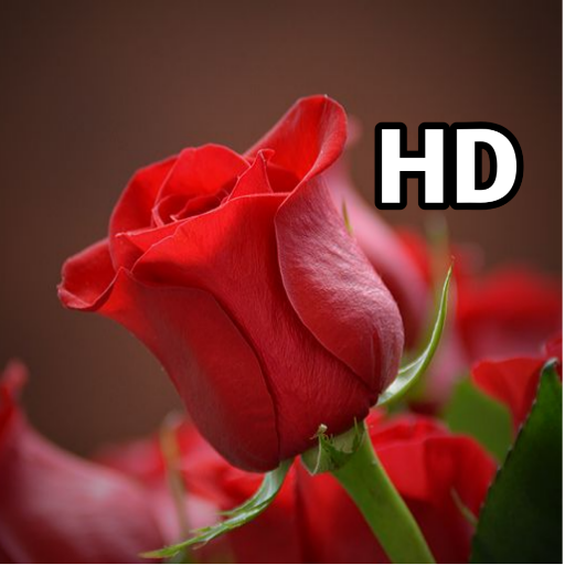 Rose HD Wallpapers | Best Rose Wallpapers icon