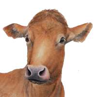 My Cattle Manager -Farming app on 9Apps