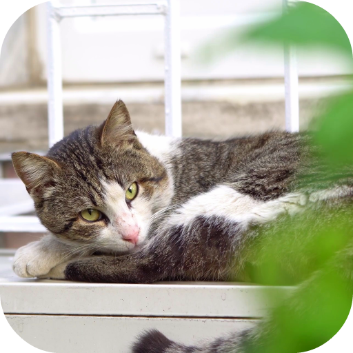 Lazy Cat Video Wallpaper icon