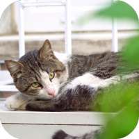 Lazy Cat Video Wallpaper