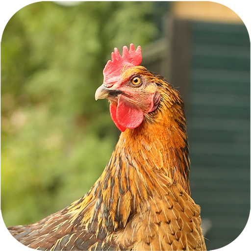 Chickens Magazine icon