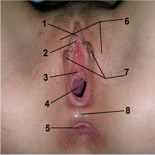 Female reproductive system icon
