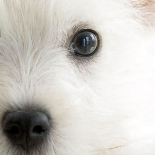 Dog Talk иконка