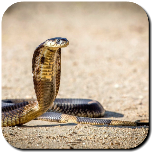 Snake Wallpaper icon