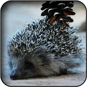 Hedgehog wallpapers icon