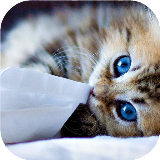 Cat Picture Matching icon