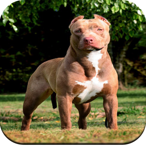 Pitbull Dog Wallpaper HD icon