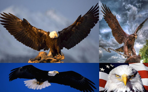 Eagle HD Wallpaper screenshot 4