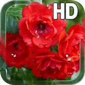 Red Roses Live Wallpaper icon