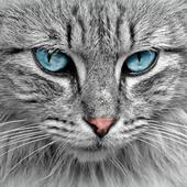 Cat Pictures - Cat Wallpaper icon