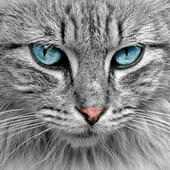 Cat Pictures - Cat Wallpaper