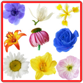 Anemone Flowers Connect Game icon