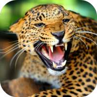 Leopard Live Wallpaper FREE
