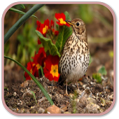 Thrush Bird Sound icon