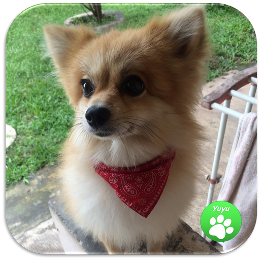 Dog Breeds Quiz icon