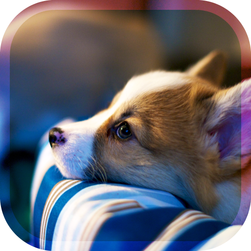 Dog simulation game 3D（犬育成ゲーム） icon