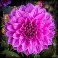 Dahlia Flower HD Wallpaper