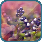 Red fruit theme أيقونة