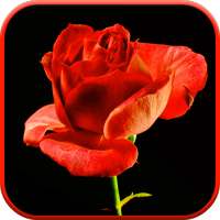 Blooming Rose 3D Video Theme on 9Apps