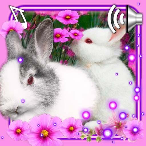 Funny Bunnies Live Wallpaper icon