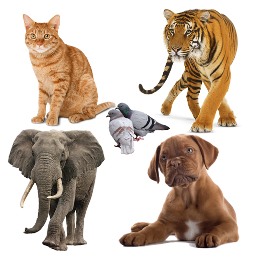 Animals Sounds and Quiz icon