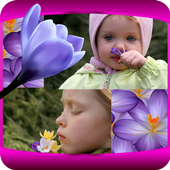 Crocus Photo Collage icon