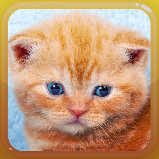 Cat Kitten Meow Sound Board icon