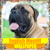 English Mastiff Dog Wallpaper icon