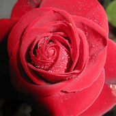 Beautifull Flower Wallpaper icon